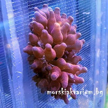 Entacmaea quadricolor - размер S (#3)