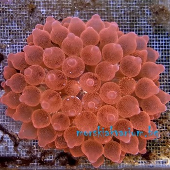 Entacmaea quadricolor - размер S (#2)