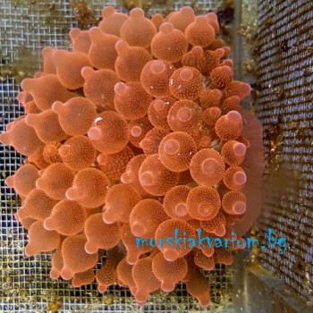 Entacmaea quadricolor - размер S (#4)