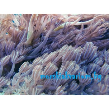 Clavularia sp.