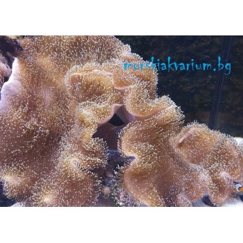 Sarcophyton sp. - размер S