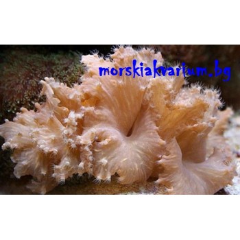 Sinularia dura 