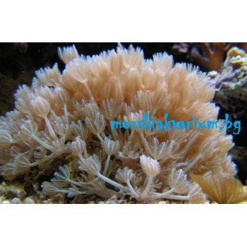 Xenia sp.
