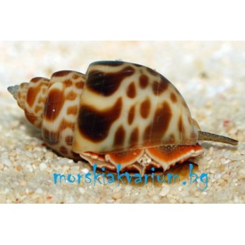 Babylonia sp.